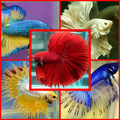 Betta fish