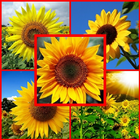 beautiful sunflower icône