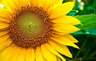 beautiful sunflower Affiche
