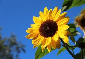 beautiful sunflower capture d'écran 2