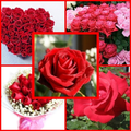 beautiful roses