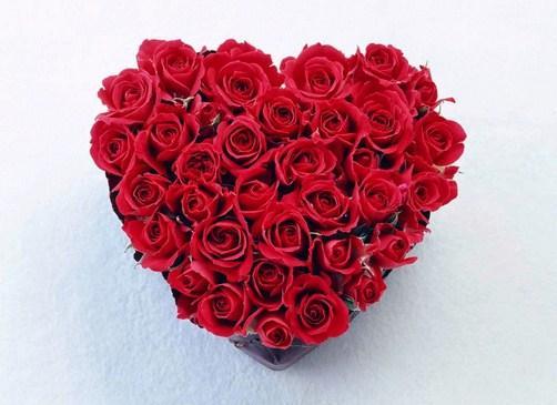 800 Gambar Bunga Mawar Cantik Dan Indah Terbaik Infobaru