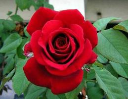 beautiful roses 스크린샷 2