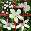 beautiful jasmine flowers