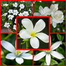 beautiful jasmine flowers APK