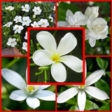 beautiful jasmine flowers icône