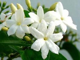beautiful jasmine flowers capture d'écran 1