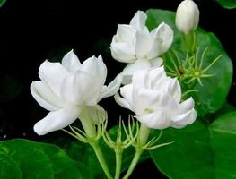 beautiful jasmine flowers capture d'écran 2