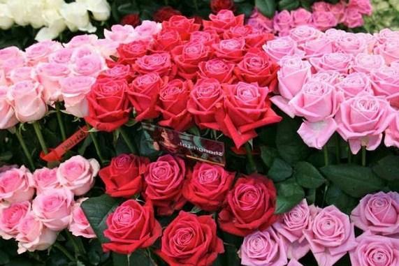 types of red roses for Android - APK Download