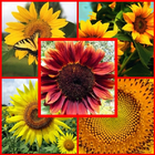 type sunflower icône