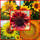 type sunflower أيقونة