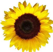 type sunflower poster