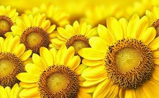 type sunflower capture d'écran 1