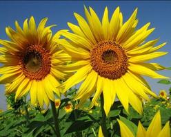 type sunflower syot layar 2