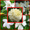 types of jasmine