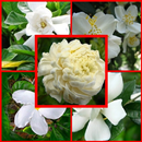 types of jasmine APK