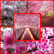 type of cherry blossoms