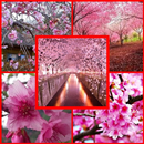 type of cherry blossoms aplikacja