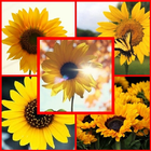 sunflower wallpaper icono