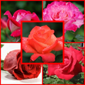 wallpaper roses