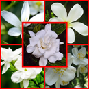 jasmine flower wallpaper aplikacja