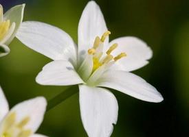 flor de jasmim wallpaper Cartaz