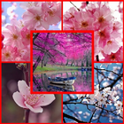 cherry blossoms wallpaper icône