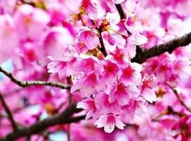 cherry blossoms wallpaper capture d'écran 3