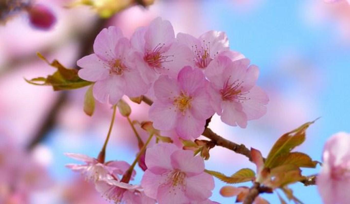 Wallpaper Bunga Sakura for Android - APK Download