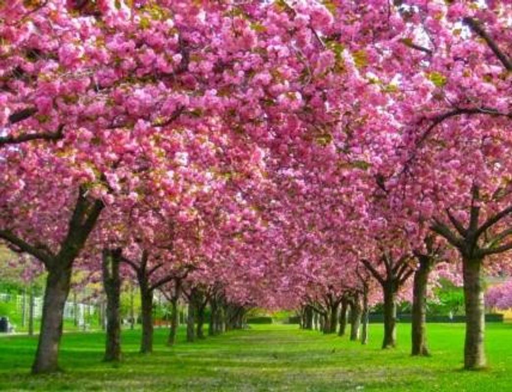 Wallpaper Bunga Sakura for Android - APK Download