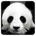 Animal Gallery HD