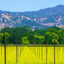 napa valley APK