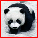 APK Panda Match Game