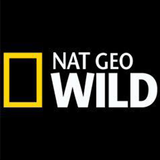 APK Nat Geo Wild