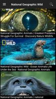 Nat Geo Wild скриншот 2