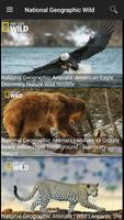 National Geographic Documentaries Cartaz