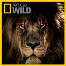 Nat Geo Wild - wild animal education APK