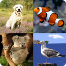 Kids Spelling Quiz - Animals and Birds APK
