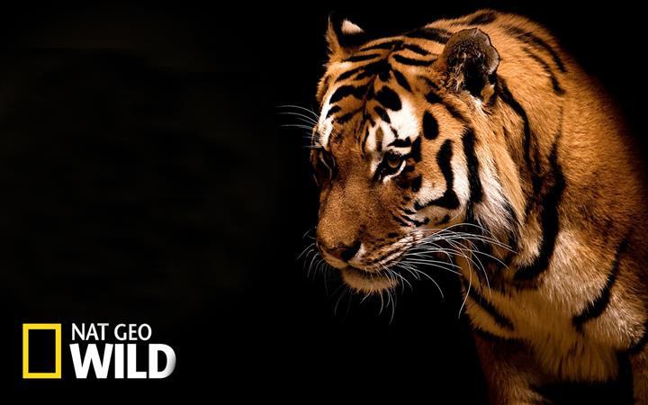 National Geographic Wild APK for Android Download