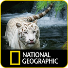 National Geographic: Channel icon