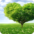 Nature Wallpaper