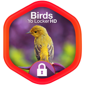 Birds Yo Locker HD icône