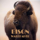 Bison Animal Wallpaper APK