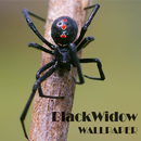 Black Widow Animal Hình nền APK