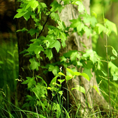 nature green wallpapers آئیکن