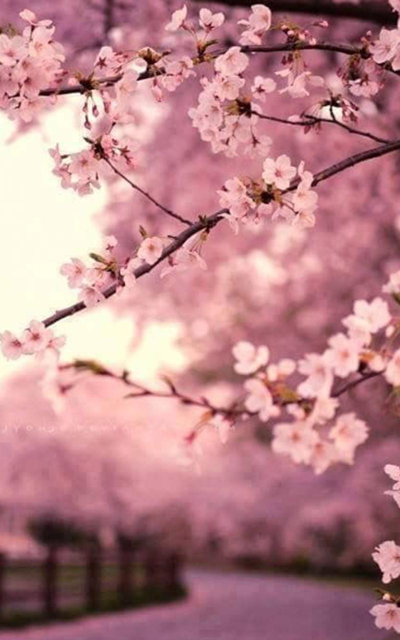 Free Printable Lock Screen Cherry Blossom Phone Wallpaper - wallpaper