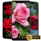 Rose Wallpaper, Floral, Flower Background HD ícone