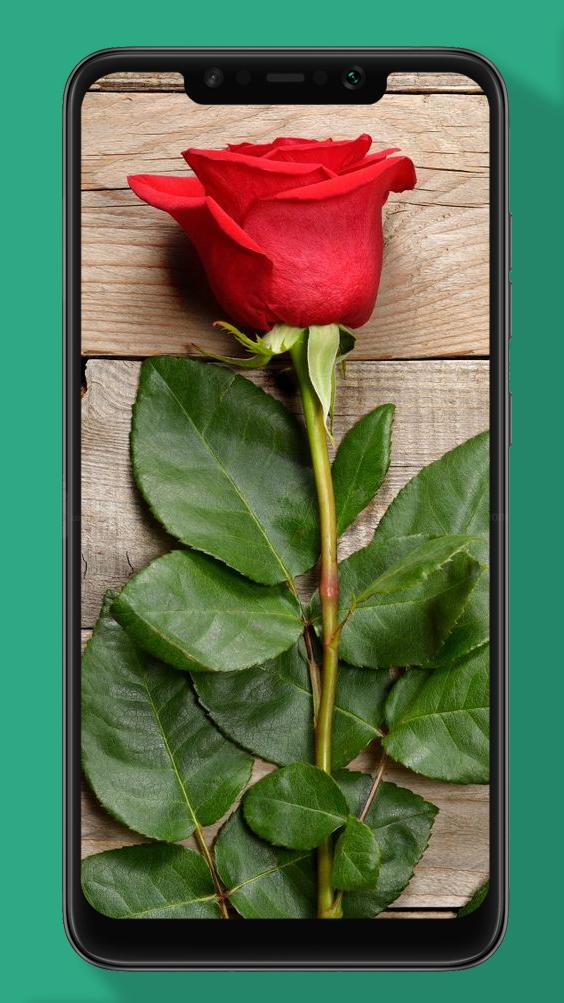 Rose Wallpaper Floral Flower Background Hd For Android
