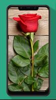 Rose Wallpaper, Floral, Flower Background HD स्क्रीनशॉट 3