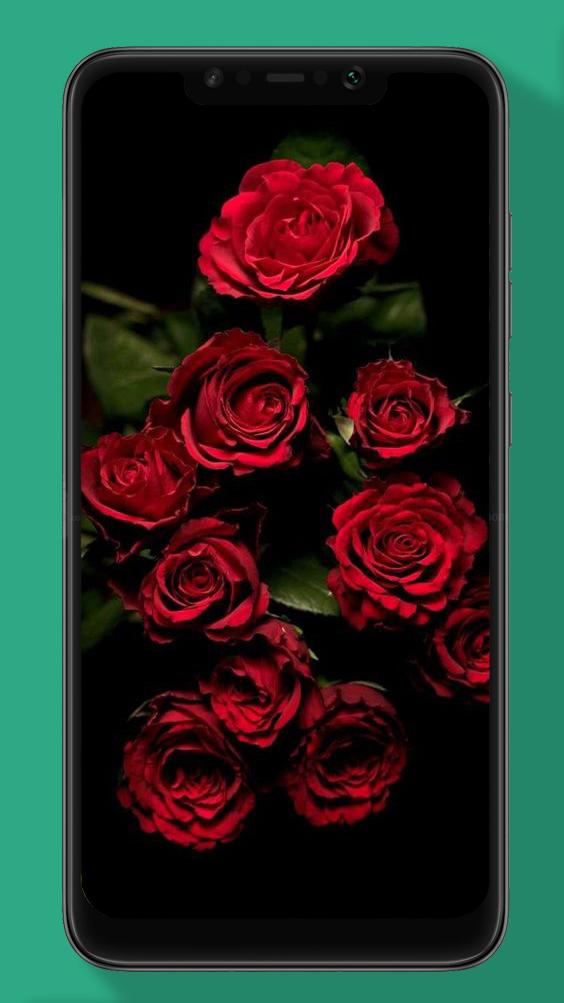 Download 107 Background Hd Rose HD Paling Keren